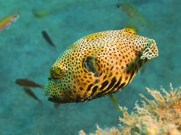 Boxfish, Ilha Bali, Puri Jati — Fotografia de Stock
