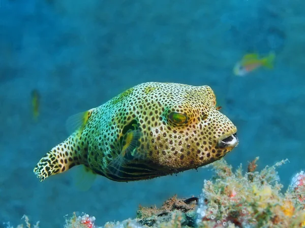 Boxfish, Isola di Bali, Puri Jati — Foto Stock