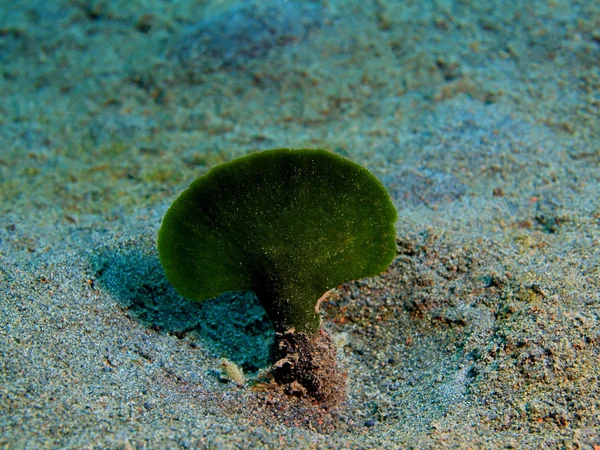 Sea alga, Island Bali, Puri Jati — Stock Photo, Image