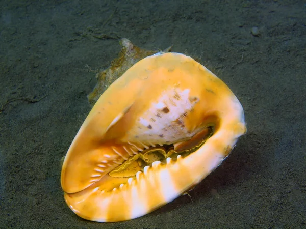 Shell of molusc, Island Bali, Puri Jati — Stock Photo, Image