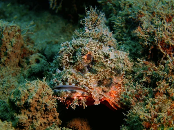 Scorpionfish, Wyspa Bali, Puri Jati — Zdjęcie stockowe