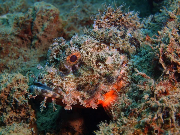 Skorpionfisch, Insel bali, Puri jati — Stockfoto