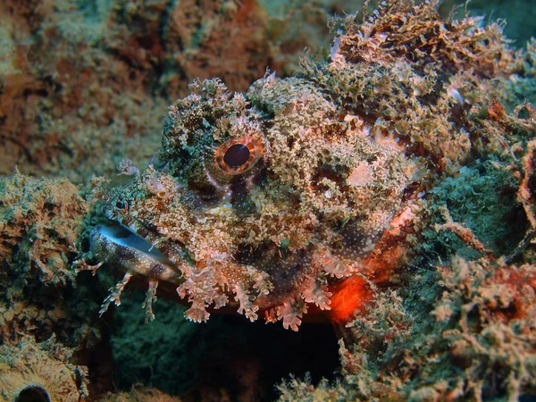 Scorpionfish, ön Bali, Puri Jati — Stockfoto