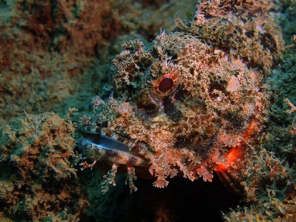 Scorpionfish, Island Bali, Puri Jati — Stock Photo, Image