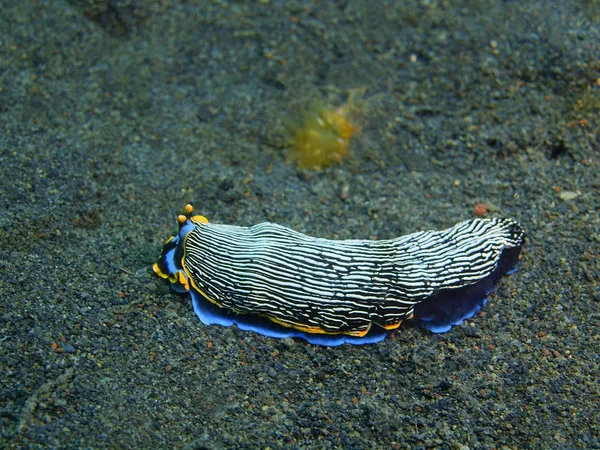 Véritable limace de mer, île de Bali, Puri Jati — Photo