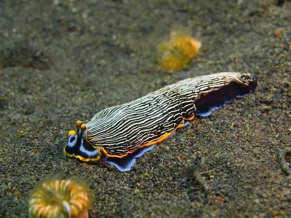 真のウミウシ、バリ島プリ ジャティ — ストック写真