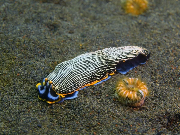 True sea slug, Island Bali, Puri Jati — Stock Photo, Image