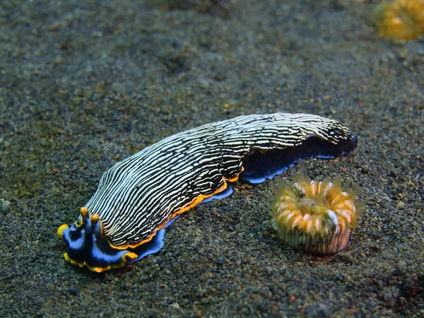 真のウミウシ、バリ島プリ ジャティ — ストック写真
