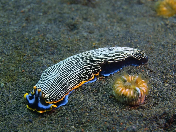 Vere lumache di mare, Isola di Bali, Puri Jati — Foto Stock