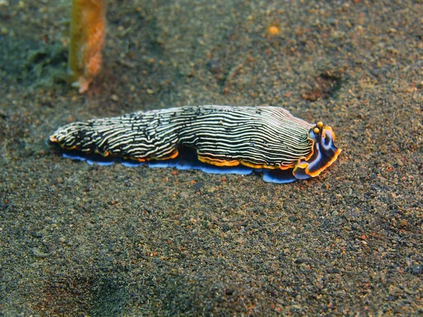 사실 바다 민 달팽이, 발리 섬, 푸 리 자 티 — 스톡 사진
