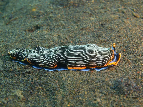 Sanna sea slug, ön Bali, Puri Jati — Stockfoto