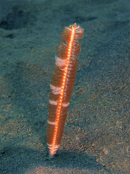 Sea pen, Island Bali, Puri Jati