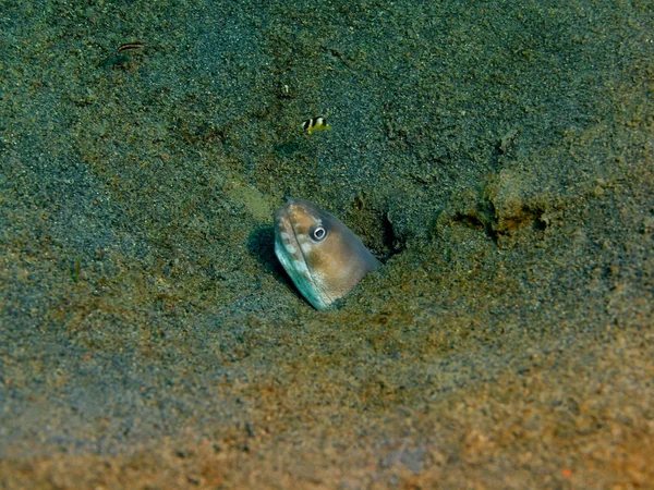 Congter eel, Island Bali, Puri Jati — Stockfoto