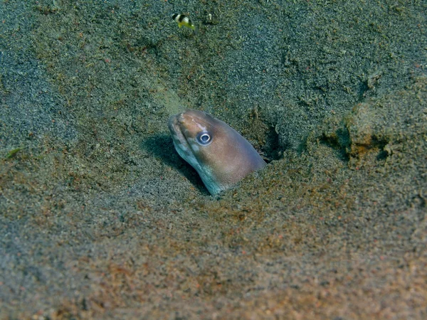 Congter anguila, Isla Bali, Puri Jati —  Fotos de Stock