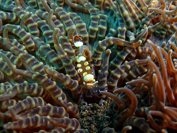 Temiz karides, Island Bali, Puri Jati
