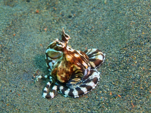 Bläckfisk, ön Bali, Puri Jati — Stockfoto