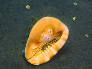 Yumuşakça, Adası Bali, Puri Jati kabuk