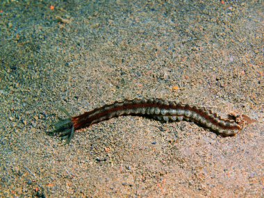 Deniz hıyarı, Ada Bali, Puri Jati