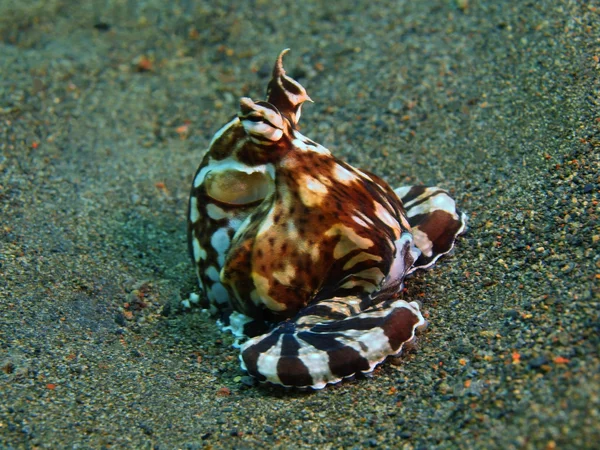 Bläckfisk, ön Bali, Puri Jati — Stockfoto