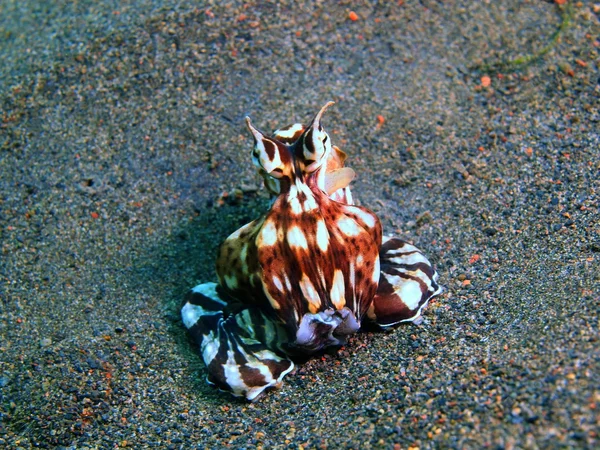 Chobotnice, ostrov Bali, Puri Jati — Stock fotografie