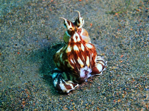 Chobotnice, ostrov Bali, Puri Jati — Stock fotografie