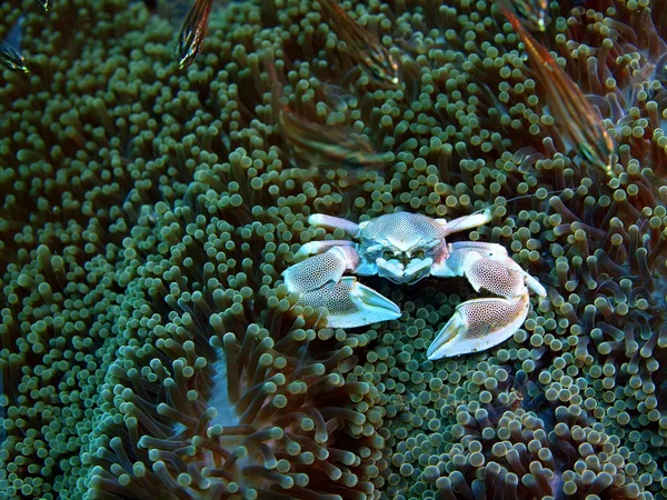 Crabe nettoyant, île de Bali, Puri Jati — Photo