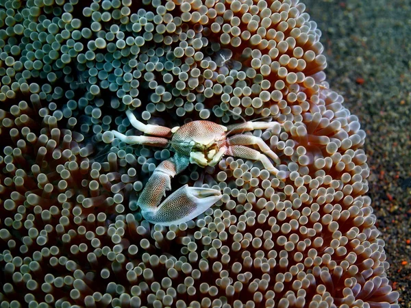 Crabe nettoyant, île de Bali, Puri Jati — Photo