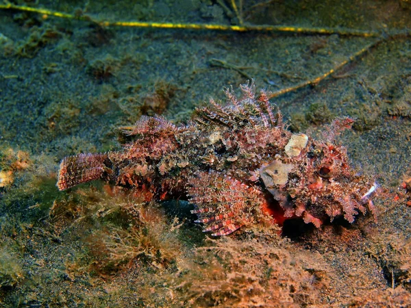 Scorpionfish, ön Bali, Puri Jati — Stockfoto