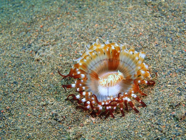 海洋中的海葵，巴厘岛，巴厘岛 Jati — 图库照片
