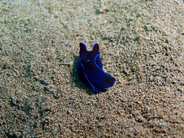 True sea slug, Island Bali, Puri Jati — Stock Photo, Image