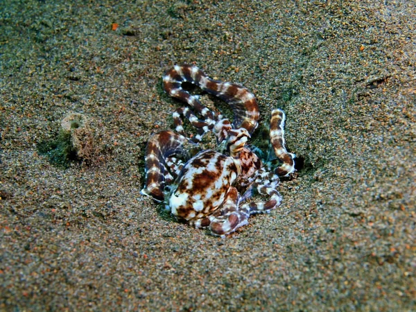 Octopus, eiland Bali, Puri Jati — Stockfoto