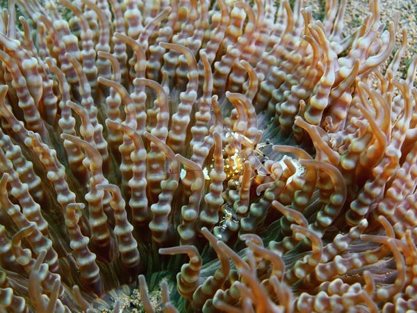 Cleaner shrimp, Island Bali, Puri Jati — Stock Photo, Image