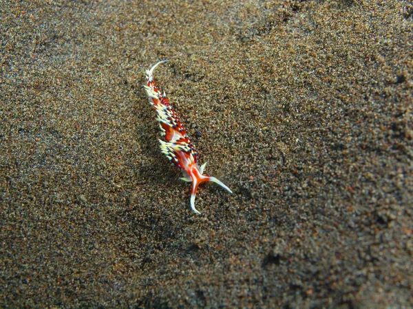 Echte Meeresschnecke, island bali, puri jati — Stockfoto