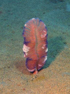 Deniz kalemi, Ada Bali, Puri Jati