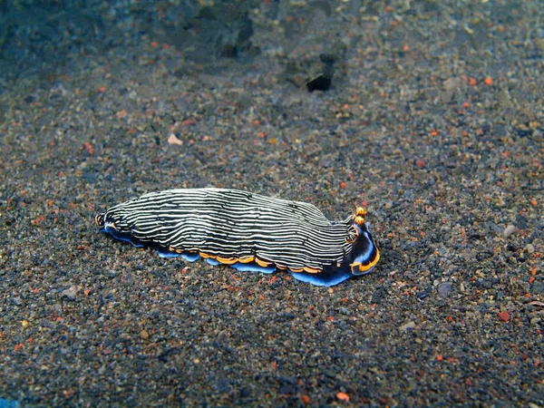 Sanna sea slug, ön Bali, Puri Jati — Stockfoto