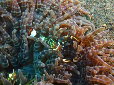 Deniz anemone, Adası Bali, Puri Jati