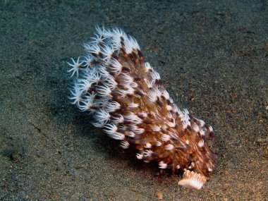 Deniz anemone, Adası Bali, Puri Jati
