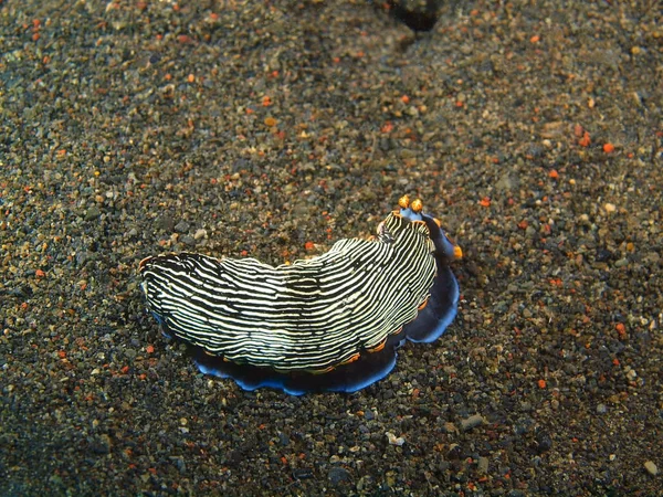 사실 바다 민 달팽이, 발리 섬, 푸 리 자 티 — 스톡 사진