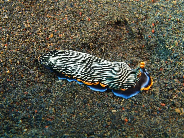 Verdadeiro lesma do mar, Ilha Bali, Puri Jati — Fotografia de Stock