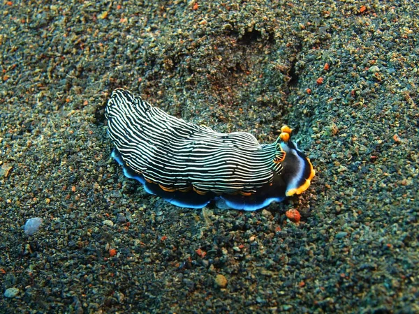 True sea slug, Island Bali, Puri Jati — Stock Photo, Image