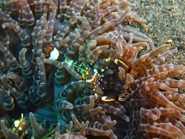 Deniz anemone, Adası Bali, Puri Jati