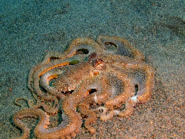 章鱼， 巴厘岛岛， 普里贾蒂 — 图库照片