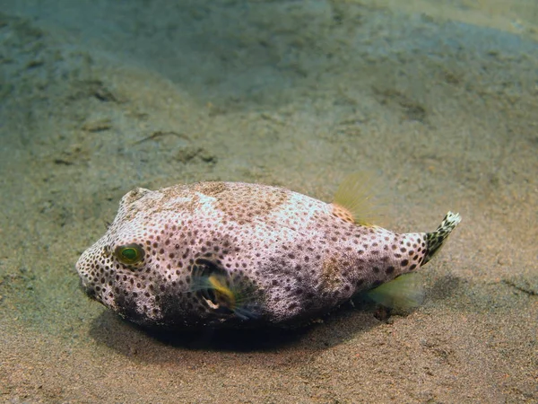 Boxfish, Ada Bali, Puri Jati — Stok fotoğraf