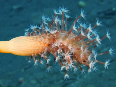 Deniz anemone, Adası Bali, Puri Jati