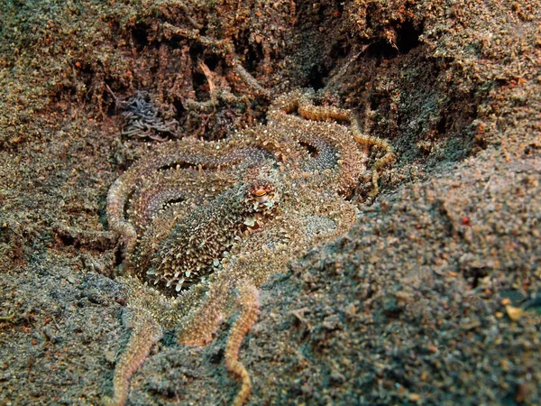 Octopus, Ilha Bali, Puri Jati — Fotografia de Stock