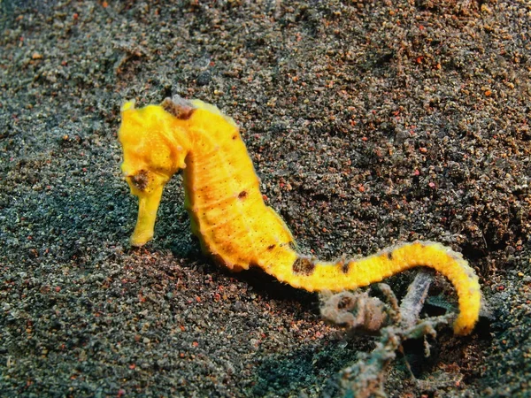 Caballo de mar, Isla Bali, Puri Jati — Foto de Stock