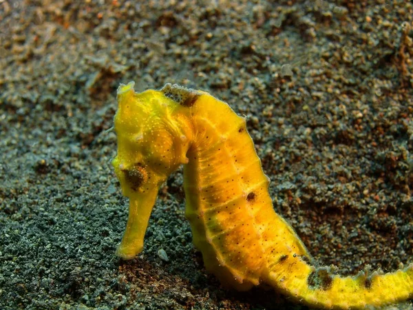 Sea horse, Island Bali, Puri Jati — Stock Photo, Image