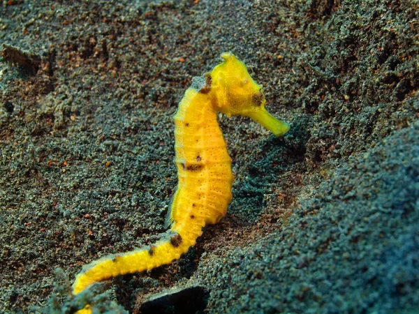 Caballo de mar, Isla Bali, Puri Jati — Foto de Stock