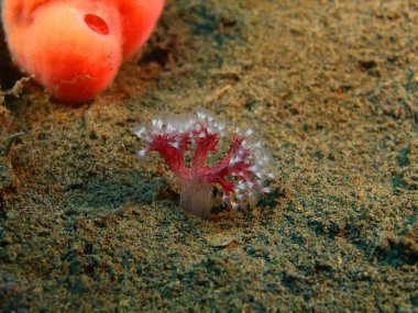 Yumuşak mercan, Ada Bali, Puri Jati