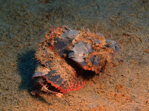 Scorpionfish, ön Bali, Puri Jati — Stockfoto